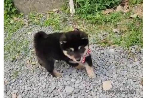 成約済の福岡県の豆柴-232401の1枚目